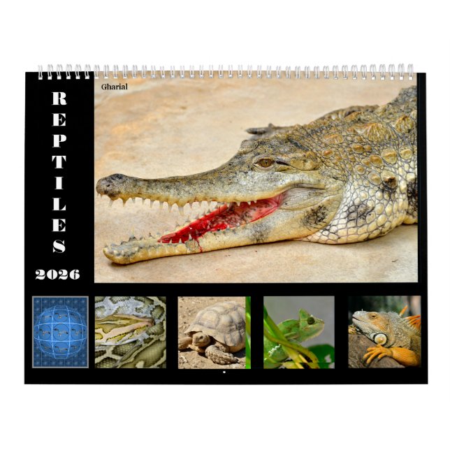 14 Photos of Reptiles Calendar Kalender (Omslag)