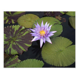 14 tum x 11 tum Vatten Lily Fototryck