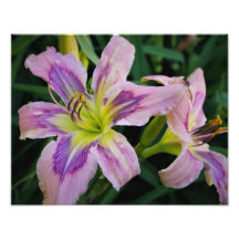 14-tums x11-tums Daylilies