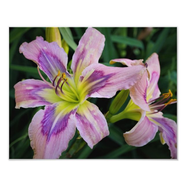 14-tums x11-tums Daylilies Fototryck (Framsidan)
