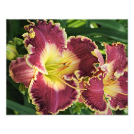 14-tums x11-tums Daylilies Fototryck