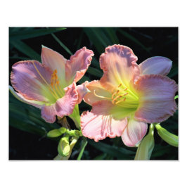 14-tums x11-tums Daylilies Fototryck