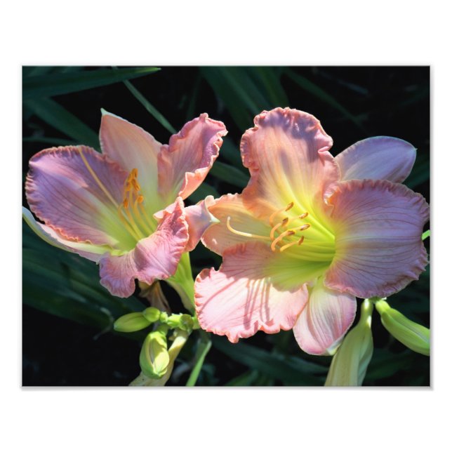 14-tums x11-tums Daylilies Fototryck (Framsidan)