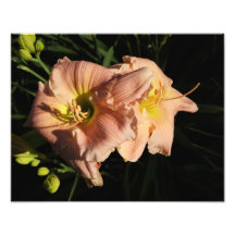 14-tums x11-tums Daylilies