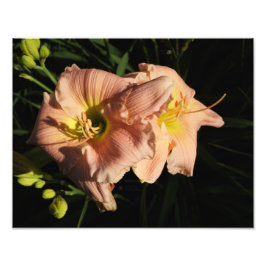 14-tums x11-tums Daylilies Fototryck