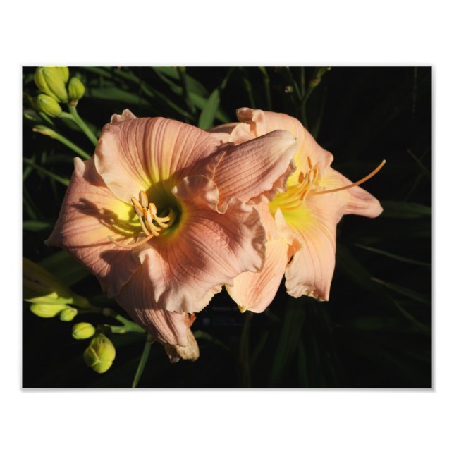 14-tums x11-tums Daylilies Fototryck (Framsidan)