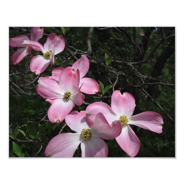 14-tums x11-tums Rosa Dogwood Fototryck (Framsidan)