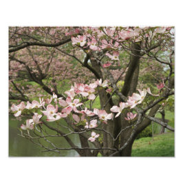 14-tums x11-tums Rosa Dogwood Fototryck