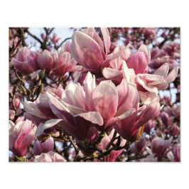 14-tums x11-tums Rosa Magnolia Fototryck