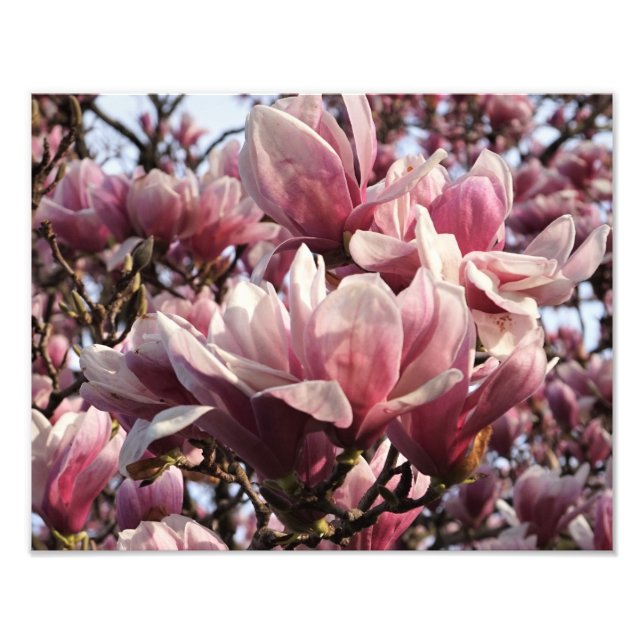 14-tums x11-tums Rosa Magnolia Fototryck (Framsidan)