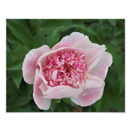 14-tums x11-tums Rosa Peony Fototryck