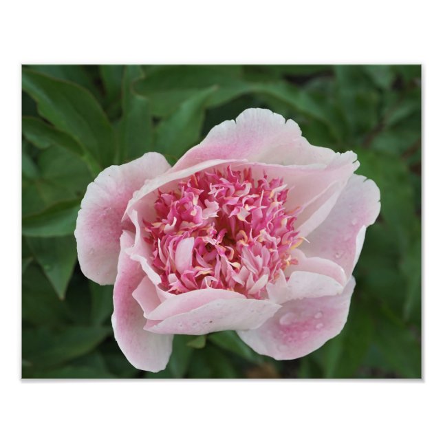 14-tums x11-tums Rosa Peony Fototryck (Framsidan)