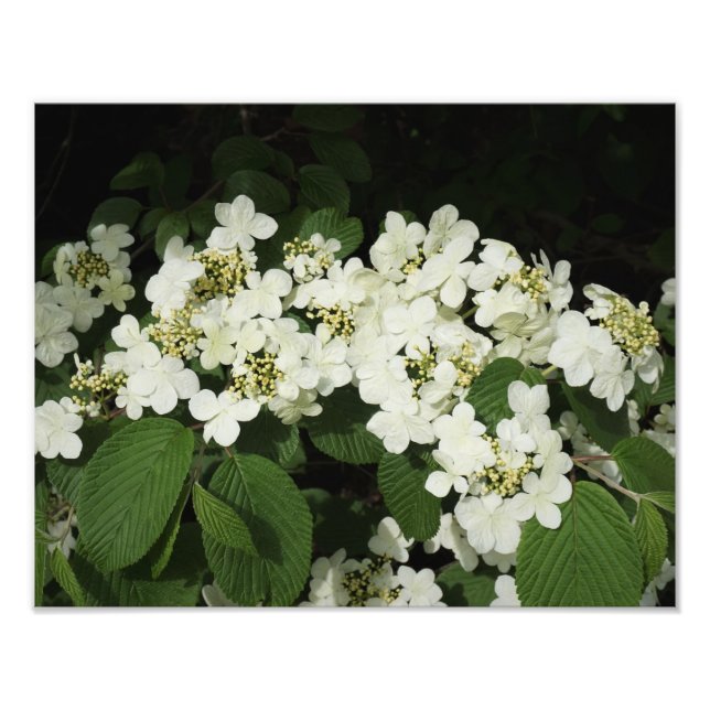 14-tums x11-tums vit viburnum fototryck (Framsidan)