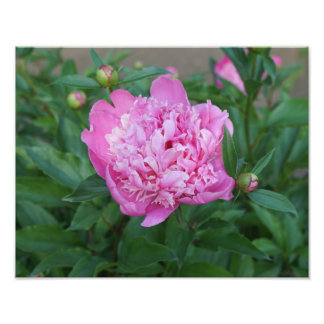 14"x11" Pink Peony Fototryck