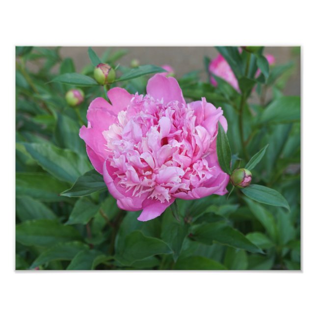 14"x11" Pink Peony Fototryck (Framsidan)