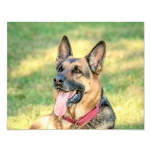 14 x 11 German shepard Fototryck