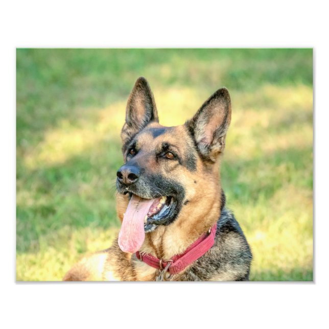 14 x 11 German shepard Fototryck (Framsidan)