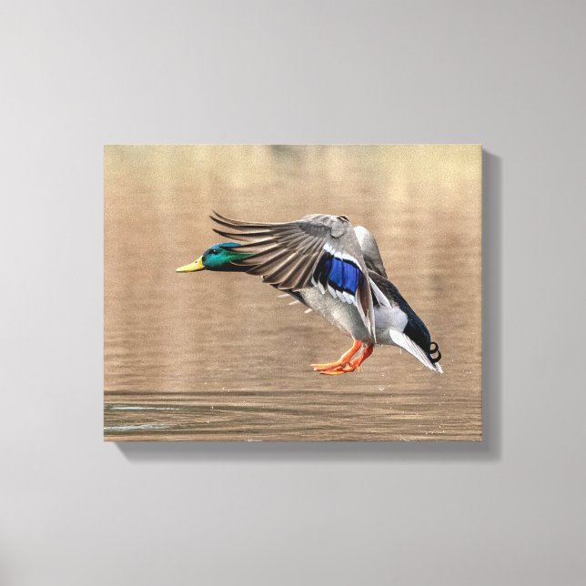 14 x 11 Mallard Anka under flygning Canvastryck (Framsida)