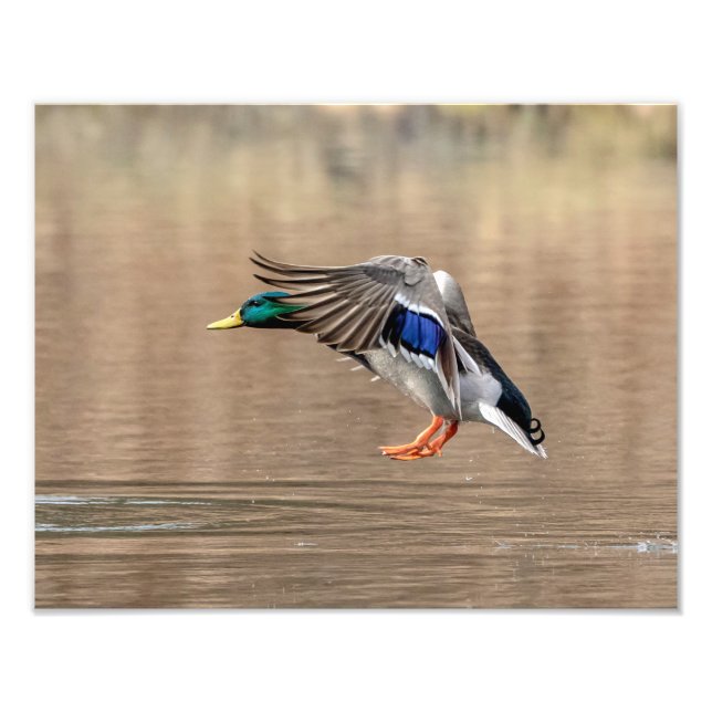 14 x 11 Mallard Anka under flygning Fototryck (Framsidan)