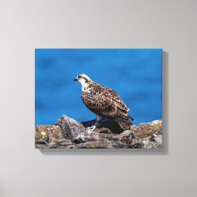 14 x 11 Osprey på sten Canvastryck (Framsida)
