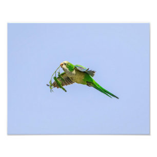14 x 11 Parakeet Munk i Rio Grande Valley Fototryck