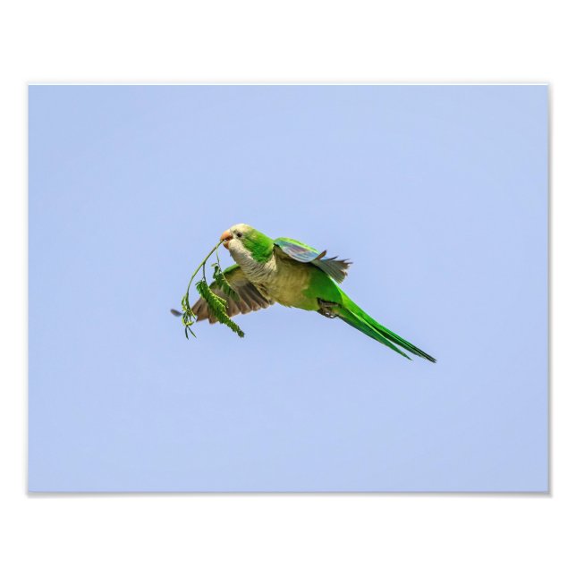 14 x 11 Parakeet Munk i Rio Grande Valley Fototryck (Framsidan)