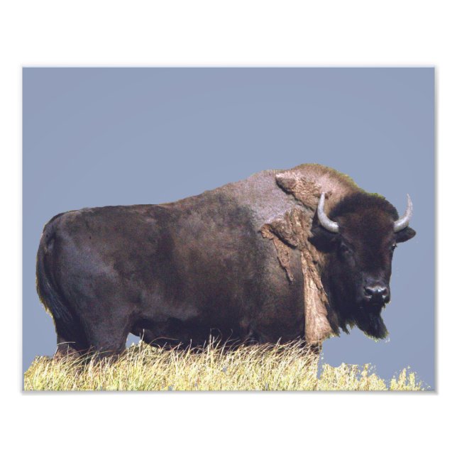 14 x 11 tum, Kodak Professionell Photo Papper (sat Fototryck (Framsidan)