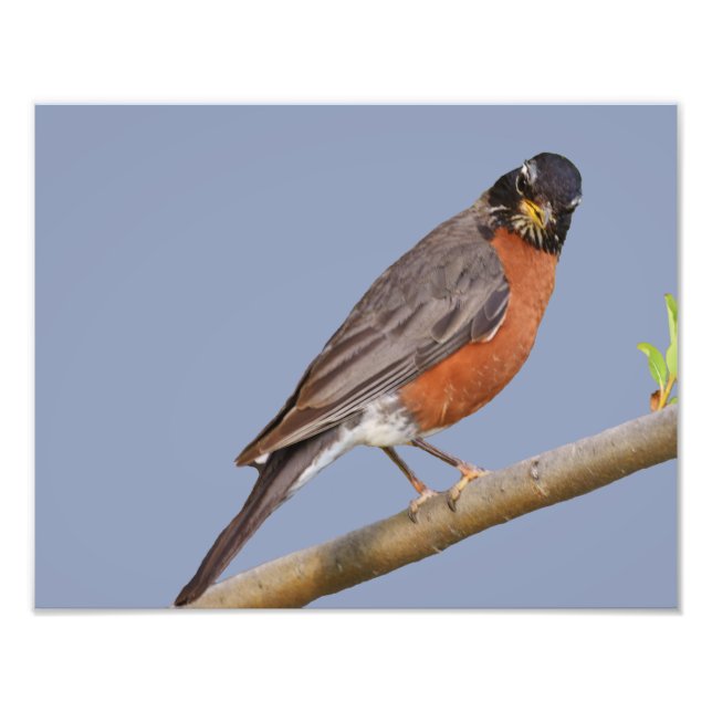 14 x 11 tum, Kodak Professionell Photo Papper (sat Fototryck (Framsidan)