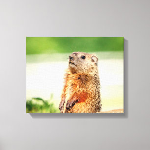 14 x 11 Young Groundhog Canvastryck