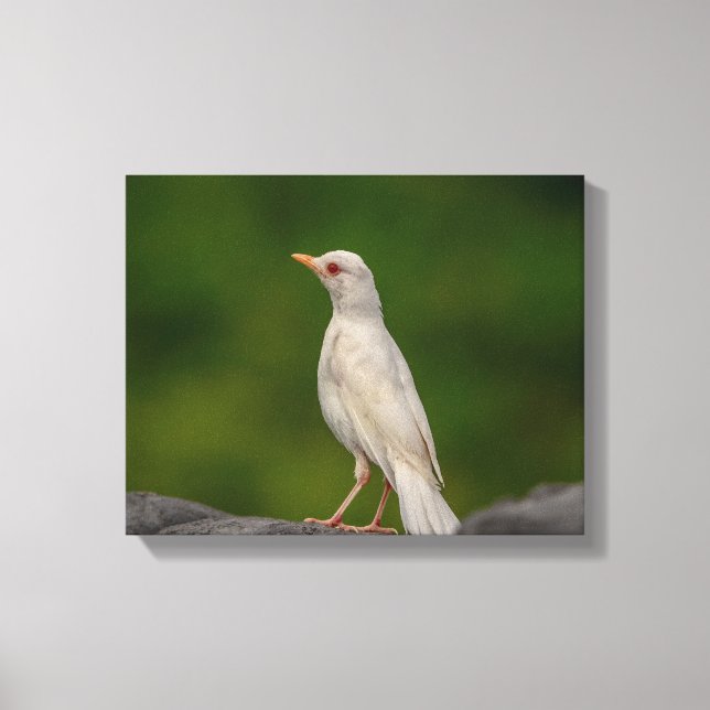 14x11 Albino Robin i Krona Point Canvastryck (Framsida)