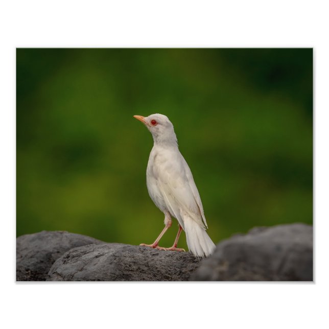 14x11 Albino Robin i Krona Point Fototryck (Framsidan)
