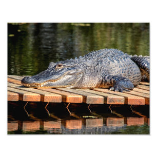 14x11 Alligator vid Homosassa Vår Wildlife Park Fototryck