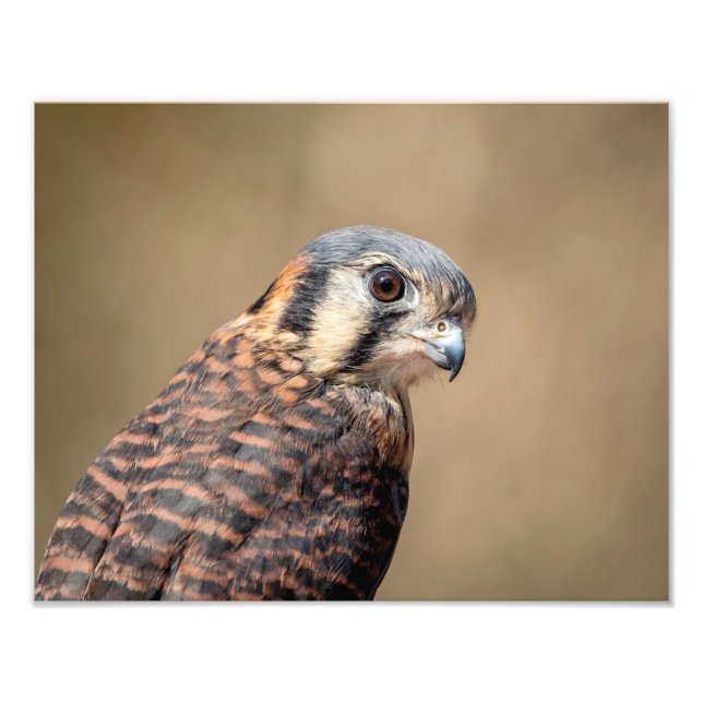 14x11 American Kestrel Fototryck (Framsidan)