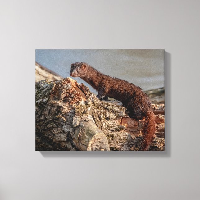14x11 Amerikansk Mink Canvastryck (Framsida)