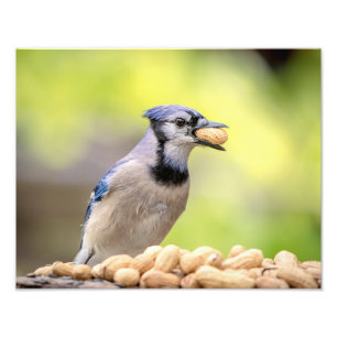 14x11 Blue jay med jordnöt Fototryck