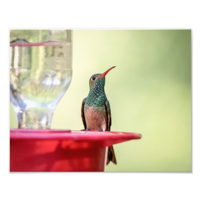 14x11 Buff-bellied hummingbird i Texas Fototryck (Framsidan)