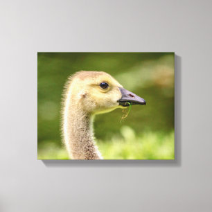 14x11 Canadian Goose (Gosling) Canvastryck