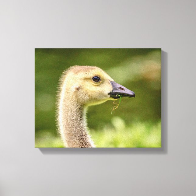 14x11 Canadian Goose (Gosling) Canvastryck (Framsida)