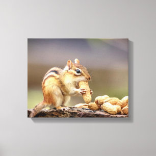 14x11 Chipmunk som äter en jordnöt Canvastryck