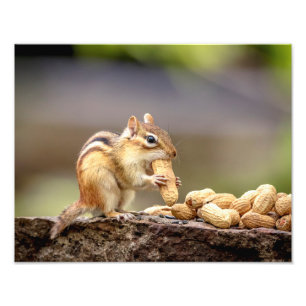 14x11 Chipmunk som äter en jordnöt Fototryck