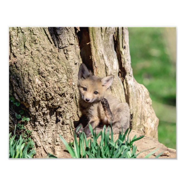 14x11 Fox Kit i Hudson Valley Fototryck (Framsidan)