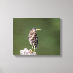14x11 Grönt Heron i logg Canvastryck