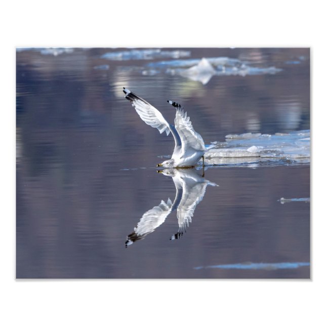 14x11 Gull-reflektioner Fototryck (Framsidan)
