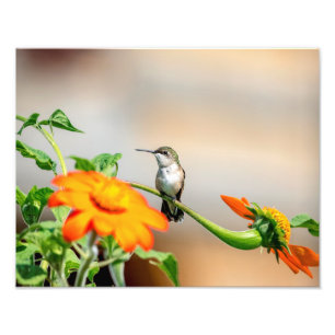 14x11 Hummingbird på en blommar anläggning Fototryck
