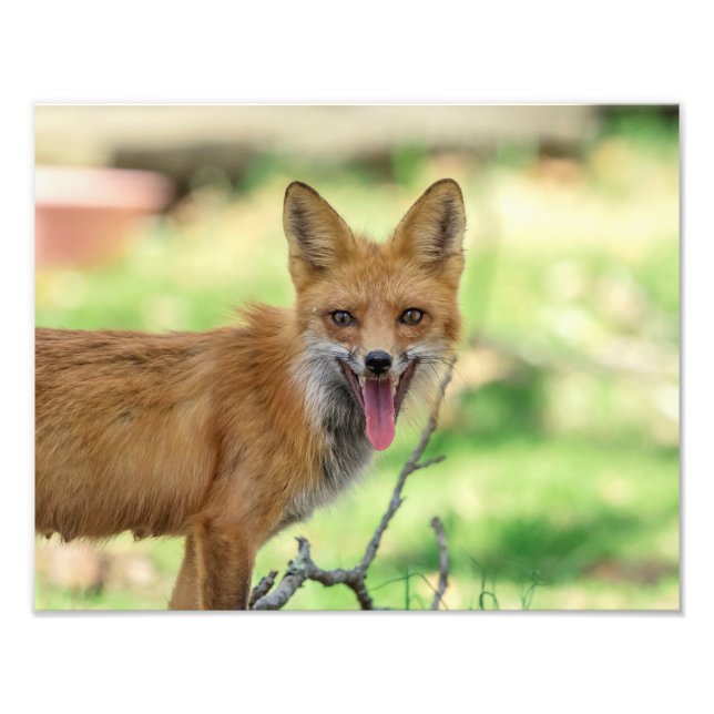 14x11 Mamma Fox i Hudson Valley Fototryck (Framsidan)