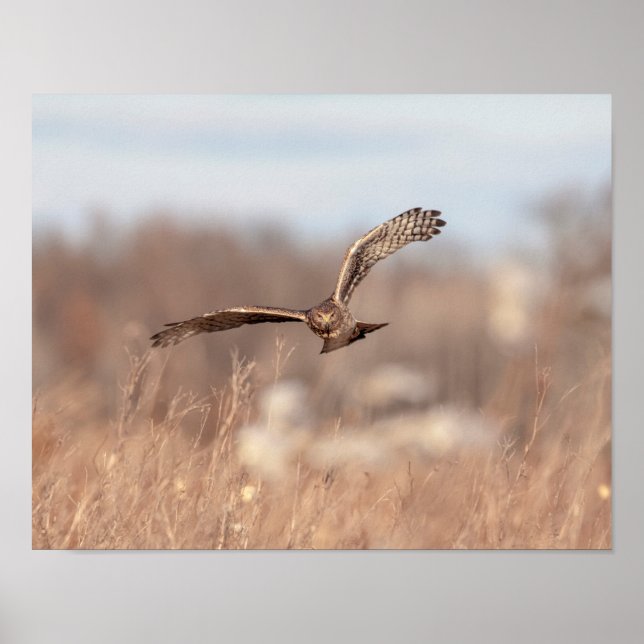 14x11 Northern Harrier Poster (Framsidan)