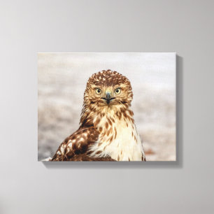 14x11 Omogen Red-Tails Hawk på marken Canvastryck