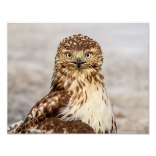 14x11 Omogen Red-Tails Hawk på marken Fototryck