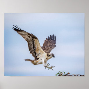 14x11 Osprey kommer in för landning Poster