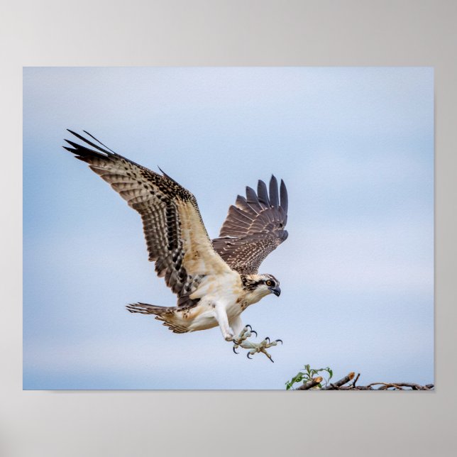 14x11 Osprey kommer in för landning Poster (Framsidan)